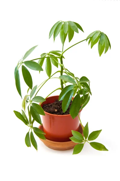 A pot a növény — Stock Fotó