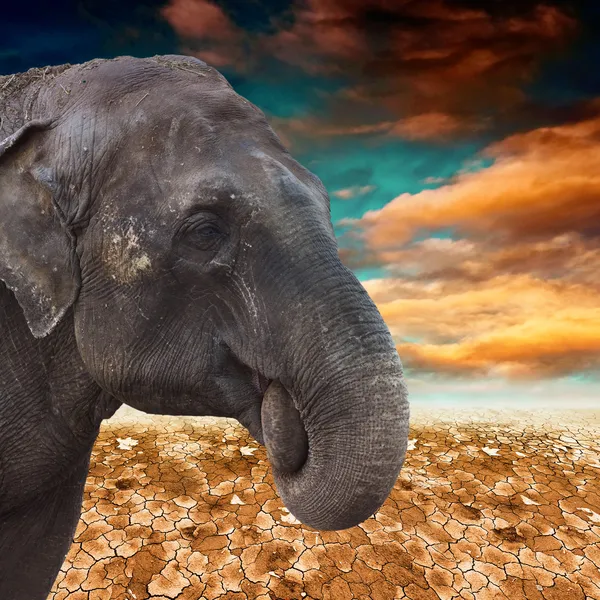 沙漠中的大象 — 图库照片