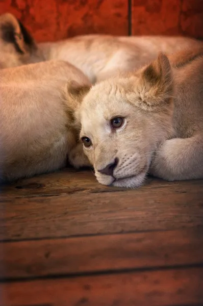 Dziecko lew w zoo — Zdjęcie stockowe