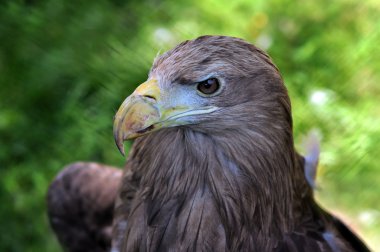 Eagle portresi