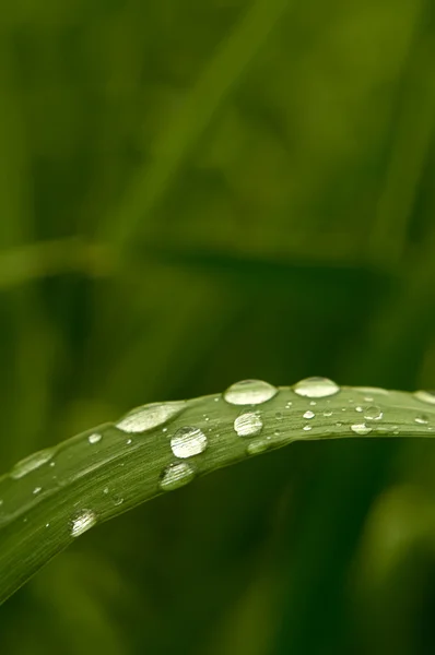 Зеленая трава с каплями дождя — стоковое фото