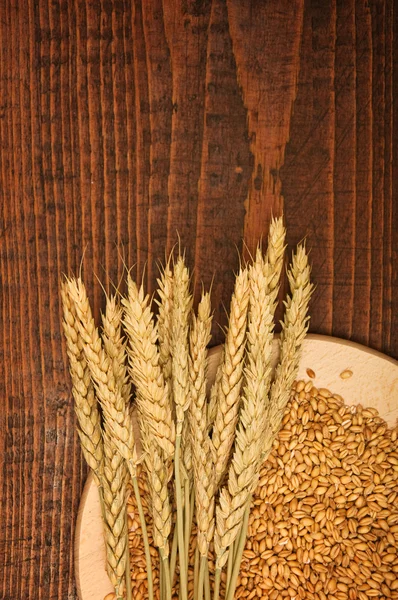 Пшеничные зерна — стоковое фото