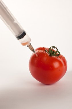 Tomatos for genetic reserach clipart