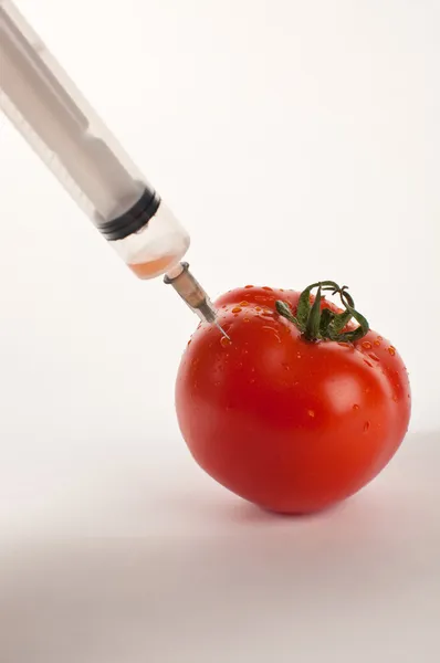 stock image Tomatos for genetic reserach