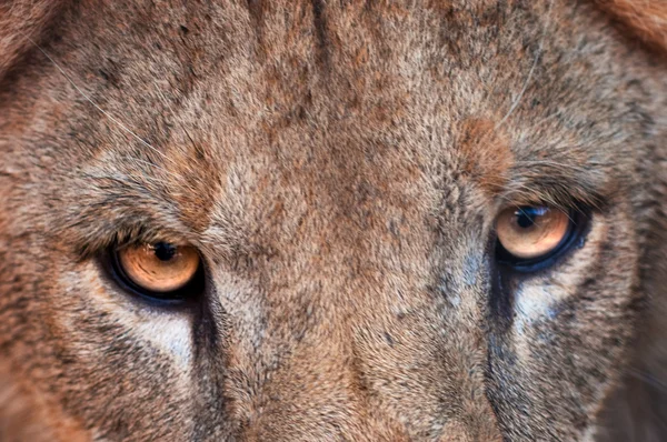 Eyes of the lion — Stock Photo, Image