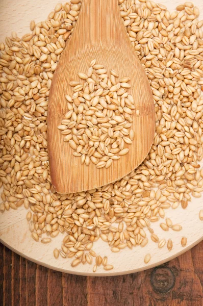 小麦籽粒 — 图库照片