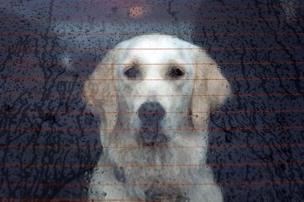 Cão atrás da janela traseira do carro — Fotografia de Stock
