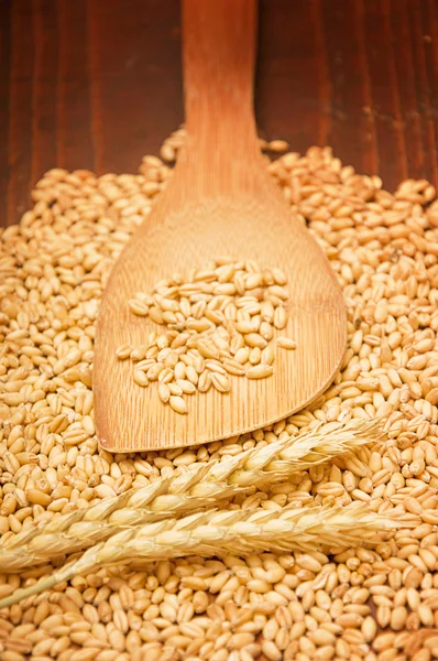 小麦粒 — ストック写真