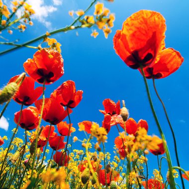 Poppy flowers clipart