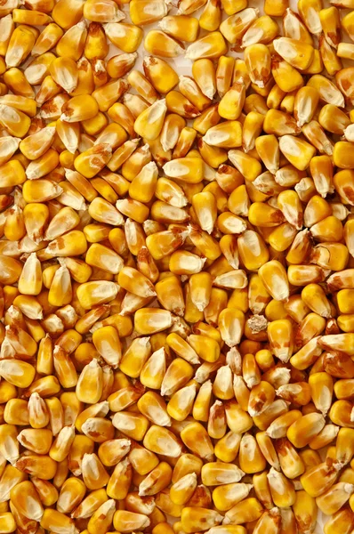 Grains de maïs — Photo