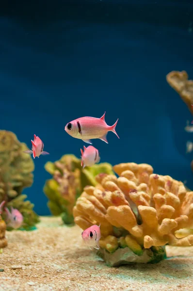 Rosa fiskar i akvarium — Stockfoto