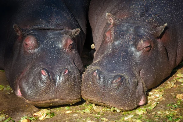 Hipopótamo pareja durmiendo —  Fotos de Stock