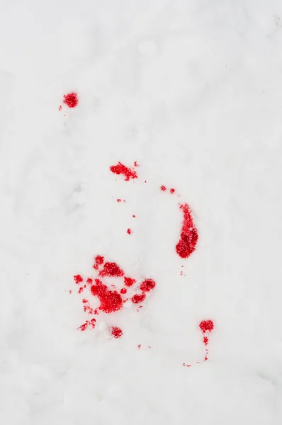 Blood stains in the snow — Stock Photo, Image