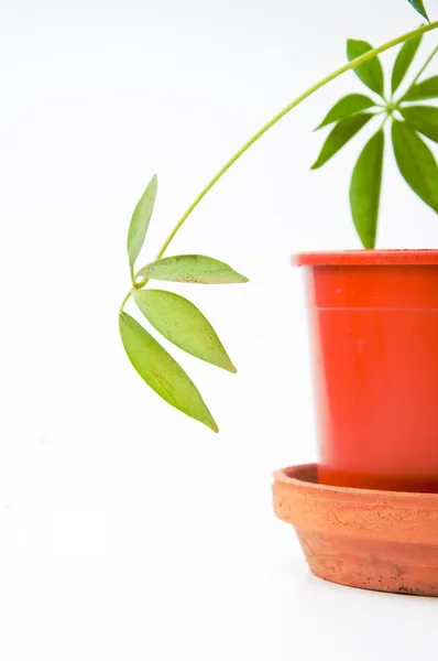Plantera i potten — Stockfoto