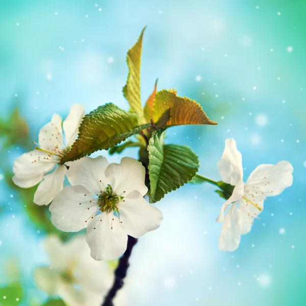 Frühlingsblüte — Stockfoto