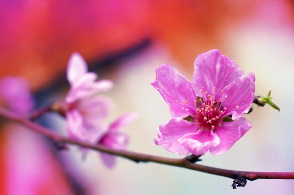 Voorjaar bloeien — Stockfoto