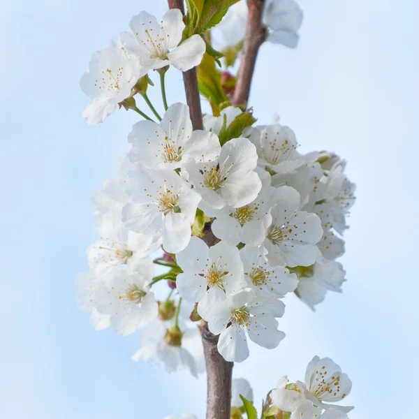 春天开花 — 图库照片