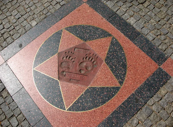 Funny Alley stars Prague zoo animals with paws prints. Baribal, or black bear (Ursus americanus) — Stockfoto