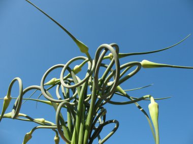 A bouquet of garlic arrows on blue sky background clipart