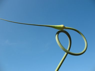 Curved arrows garlic against the blue sky clipart