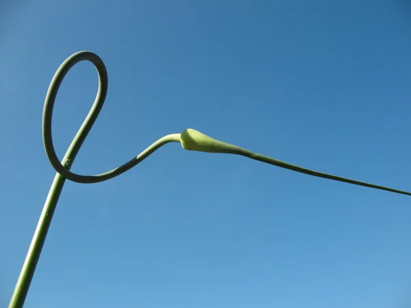 Curved arrows garlic against the blue sky — Stock Photo, Image
