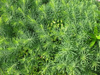 Selvi Spurge (Euphorbia cyparissias)