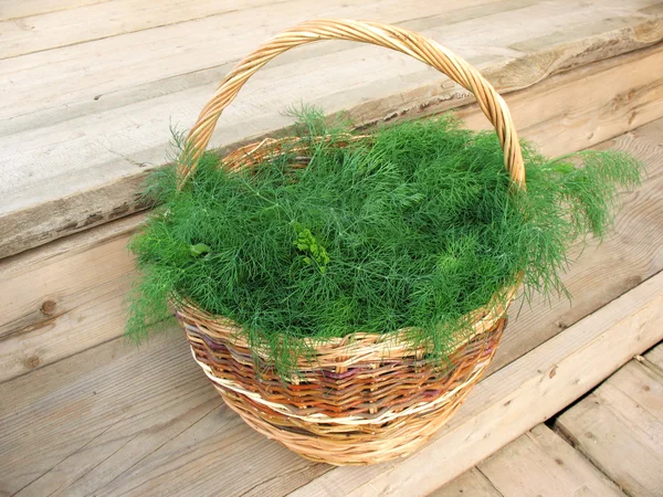 stock image Cut fennel scented (Anethum graveolens) in a wicker basket