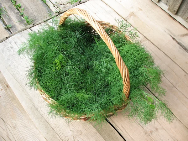 stock image Cut fennel scented (Anethum graveolens) in a wicker basket