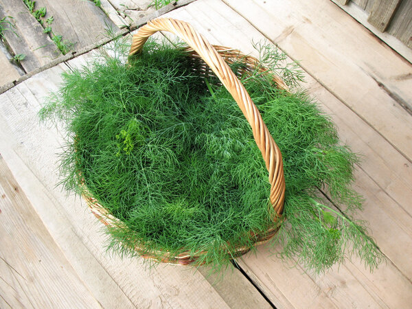 Cut fennel scented (Anethum graveolens) in a wicker basket