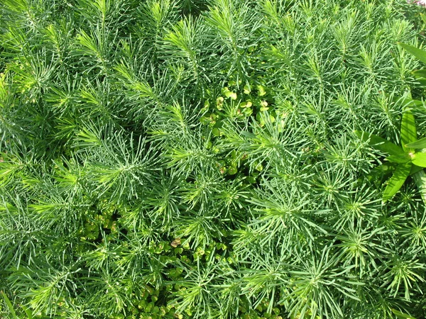 Wilczomlecz Cypress (Wilczomlecz sosnka) — Zdjęcie stockowe