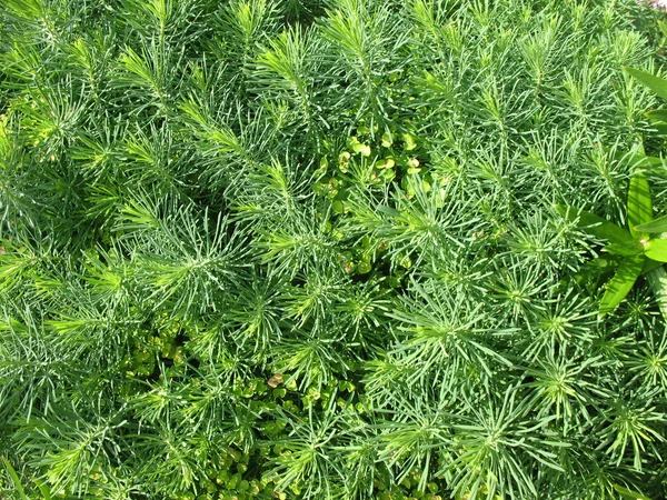 Cypress spurge (Euphorbia cyparissias) — Stock Photo, Image