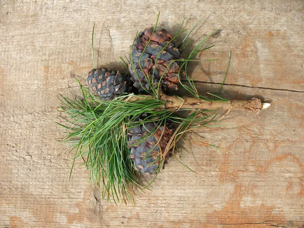 Siberian pine cones (Pinus sibirica) on a branch — Stock Photo, Image