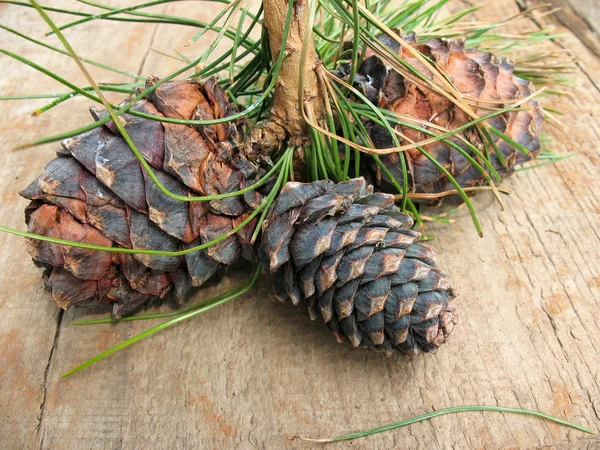 Sibirische Kiefernzapfen (Pinus sibirica) auf einem Ast — Stockfoto