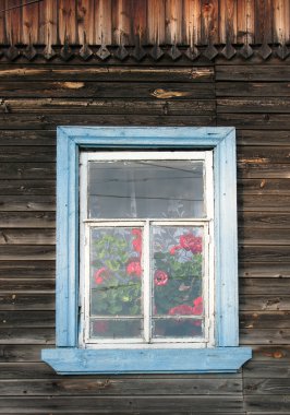 Rustik sardunyalar (ıtır penceresiyle)