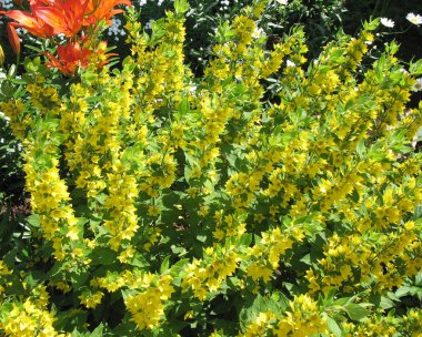 Blooming Point loosestrife (Lysimachia punctata) clipart