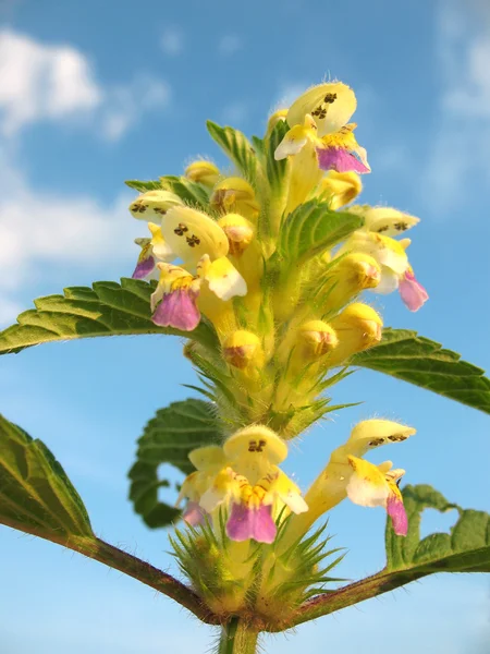Galeopsis speciosa against the blue sky — Stock Photo, Image