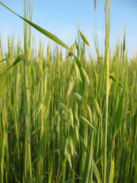 Avoine (Avena) sur fond de blé (Triticum ) — Photo