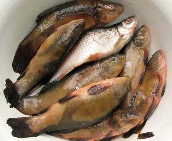 Fresh water fish in a bowl — Stock Photo, Image