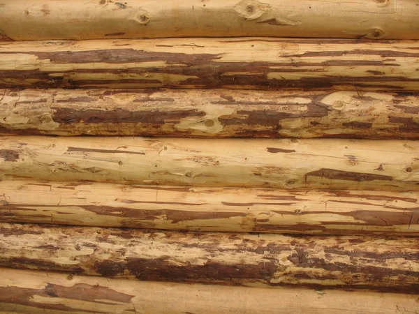 Fragmento de troncos redondos purificados — Foto de Stock