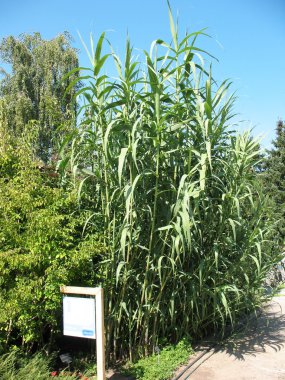 Scrub Miscanthus clipart