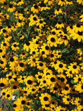 Tüylü rudbeckia (Rudbeckia hirta)