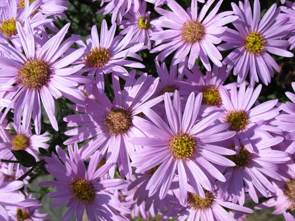 Aster Italian (aster amellus), sort of «Pink zenith» — Stock Photo, Image