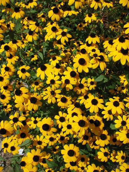 Hairy rudbeckia (Rudbeckia hirta) — Stock Photo, Image