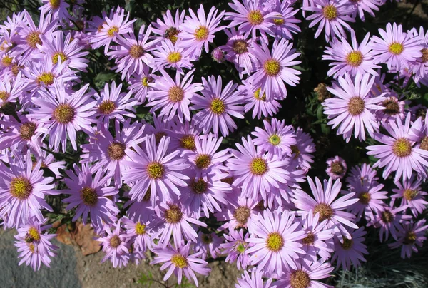 Aster Italian (aster amellus), sort of «Pink zenith» — 图库照片