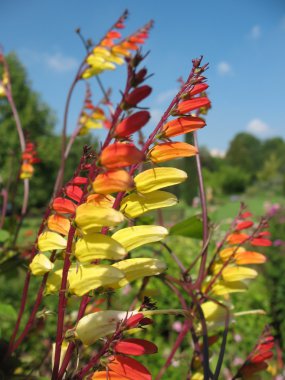 Quamoclit lobata, Mina lobata, Ipomoea versicolor