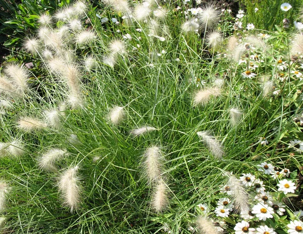 Pennisetum villosum, a family of Cereals — Stock Photo, Image
