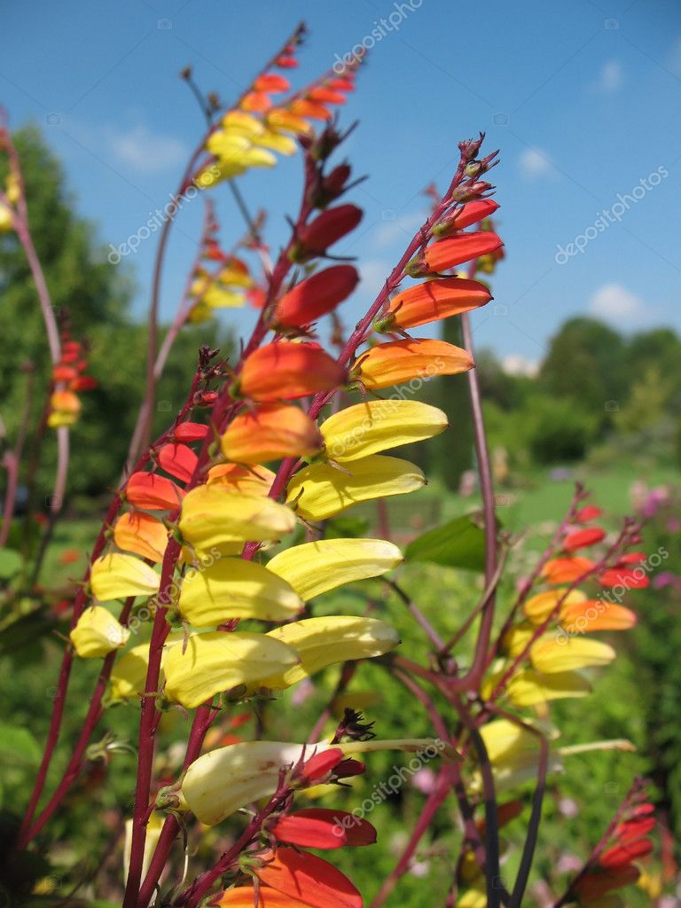 Quamoclit lobata, Mina lobata, Ipomoea versicolor — Stock Photo ...