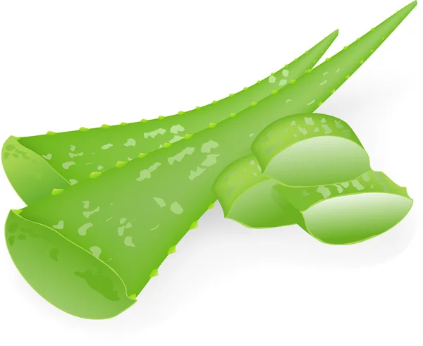Aloe-vera. Élément pour illustration vectorielle de conception . — Image vectorielle