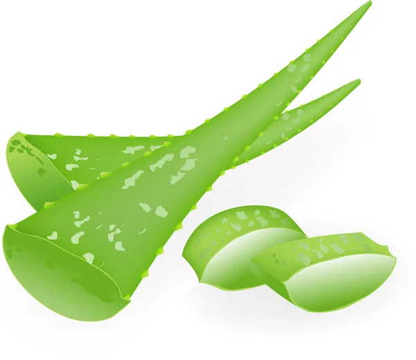 Aloe-vera. Élément pour illustration vectorielle de conception . — Image vectorielle