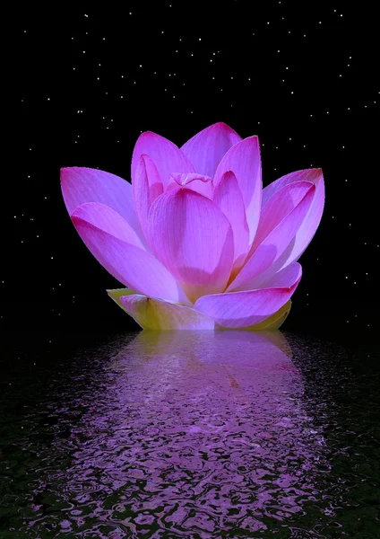 stock image Water lily